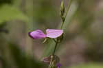 Downy milkpea